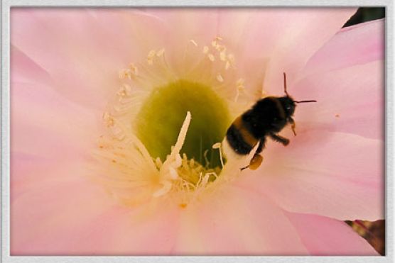 Hummel in der Blüte
