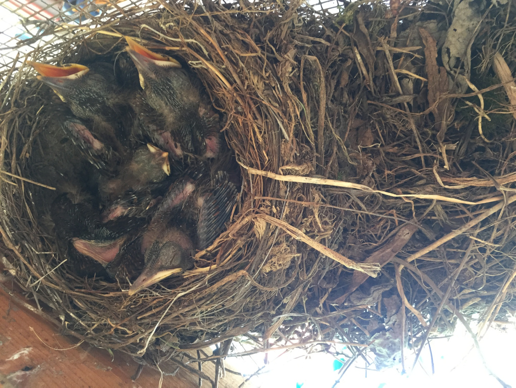 Amseljunge im Nest