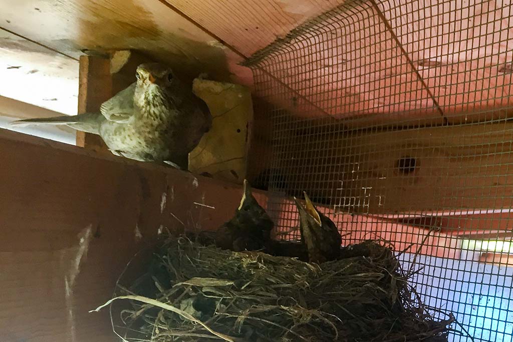 Amseljunge werden von Mama gefüttert