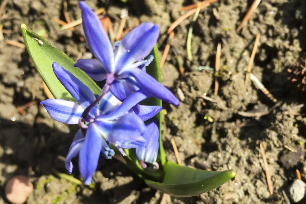 Frühlingsblume