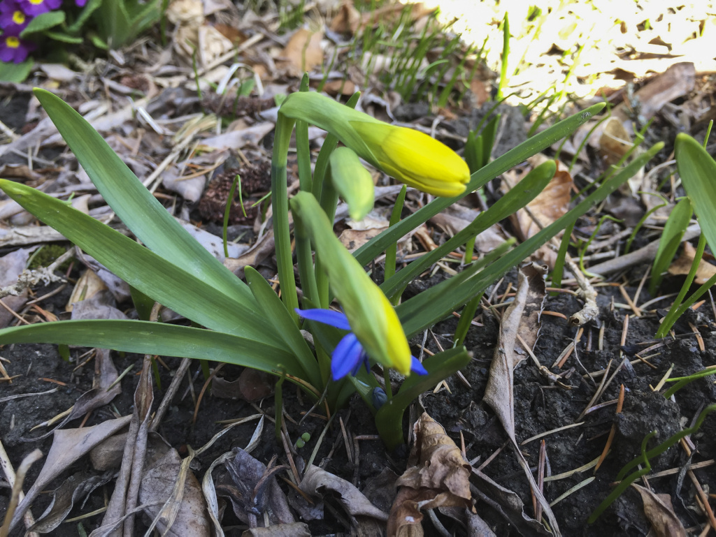 Frühlingsblume
