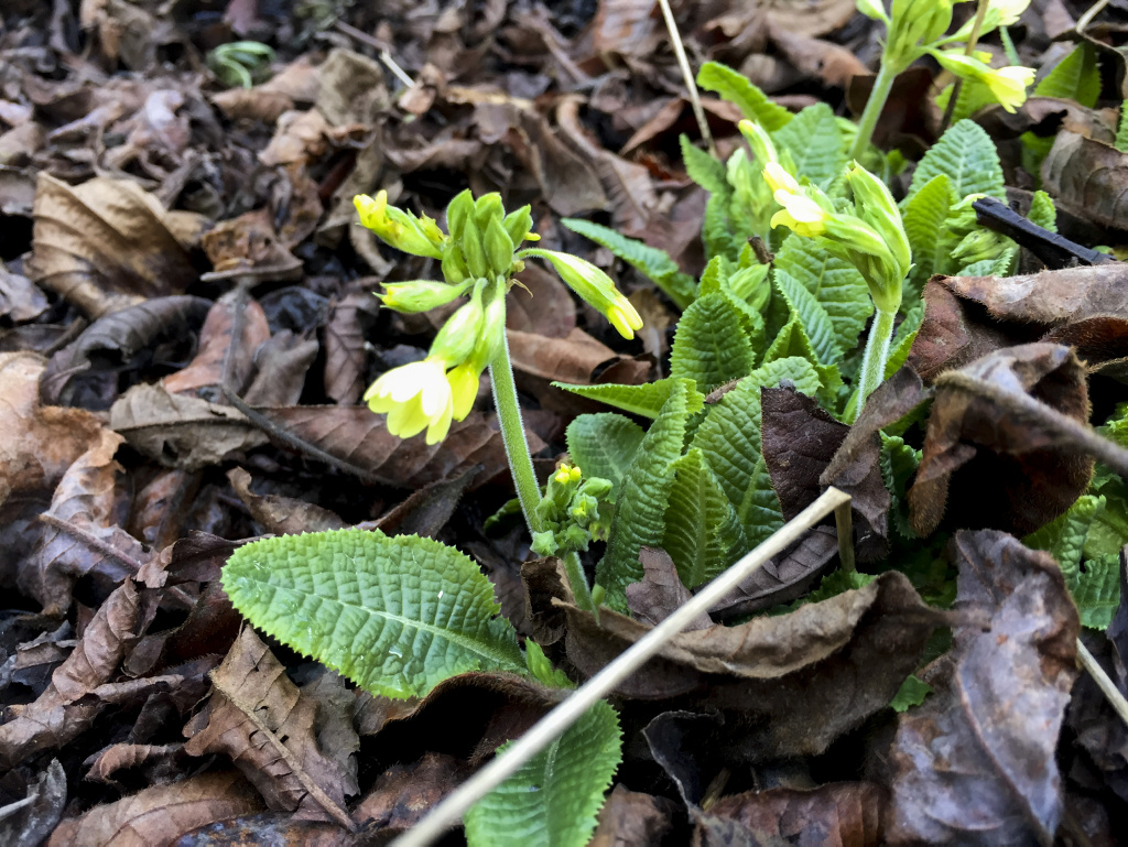 Schlüsselblume
