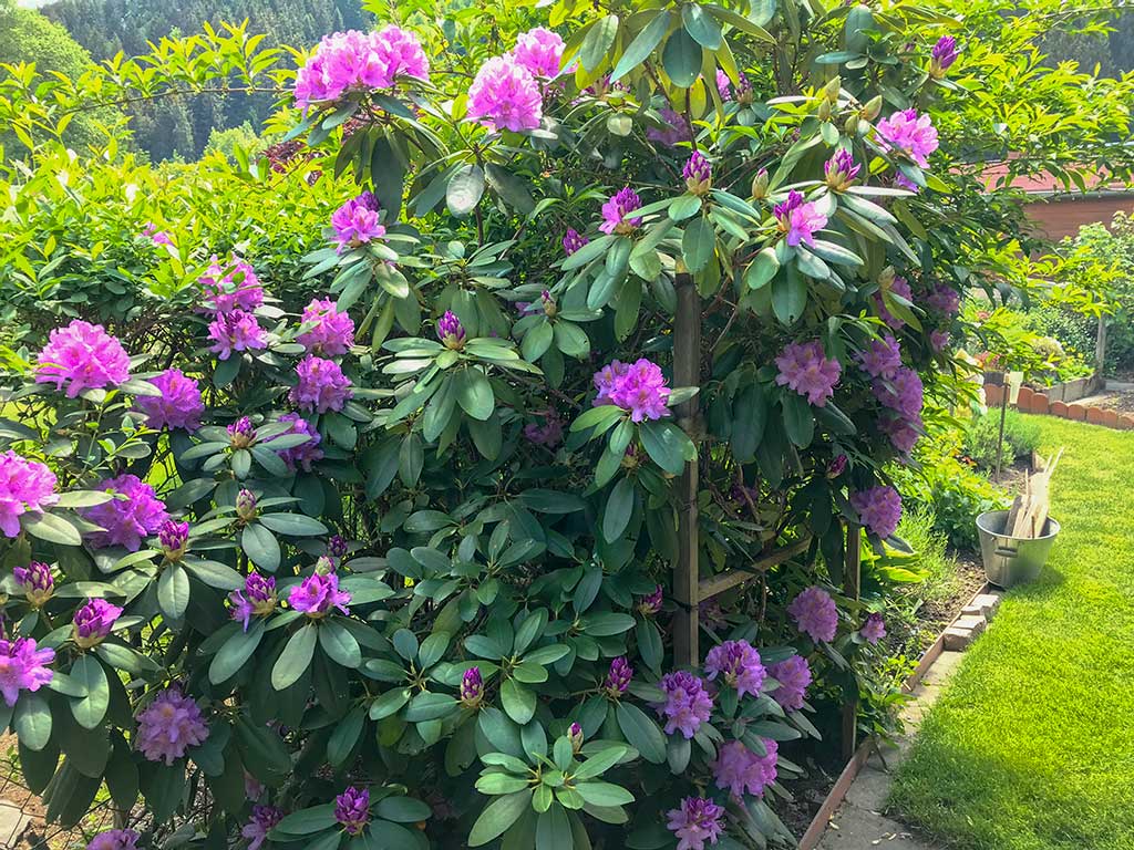 Rhododendron