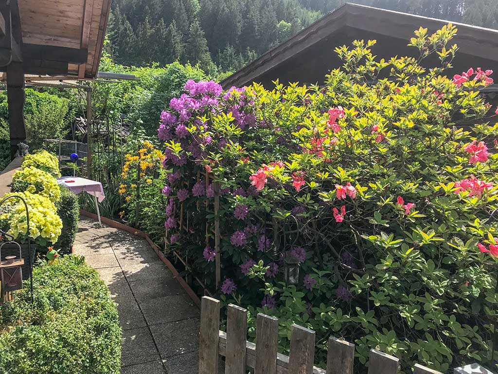 Petunien und Azaleen