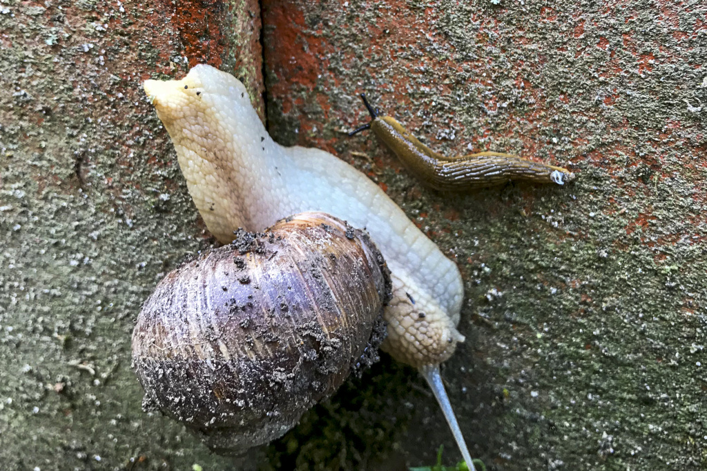 Schnecke