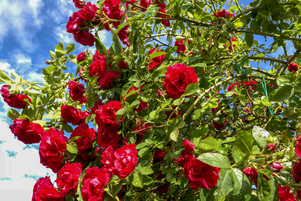 Rosen