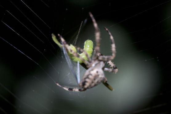 Kreuzspinne
