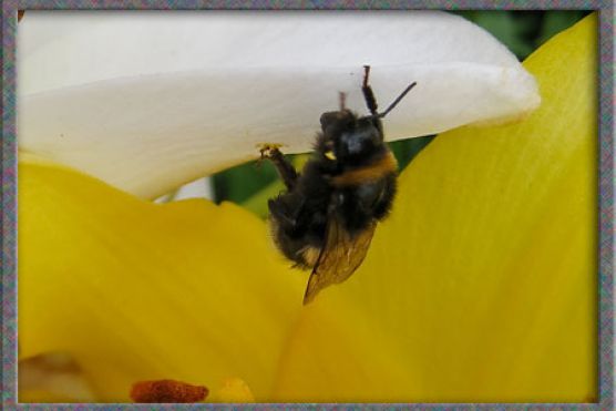Hummel