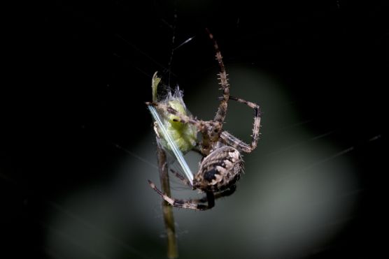 Kreuzspinne