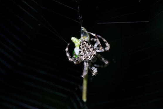 Kreuzspinne