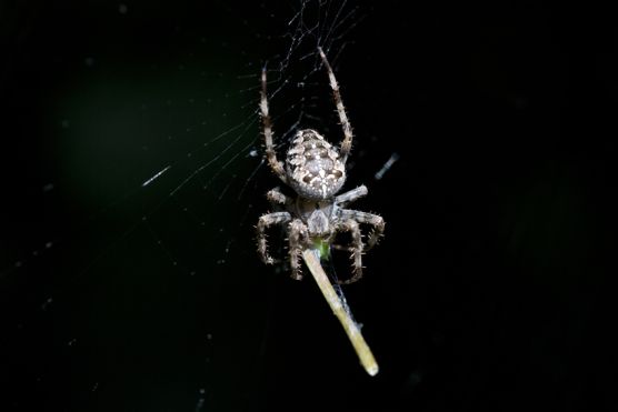 Kreuzspinne