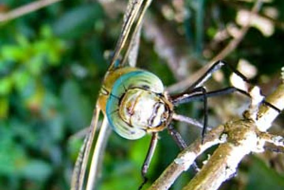 Libelle