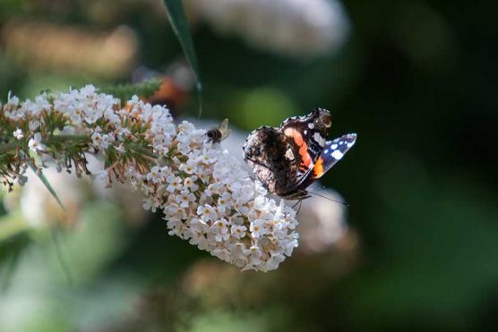 Schmetterling auf Flieder