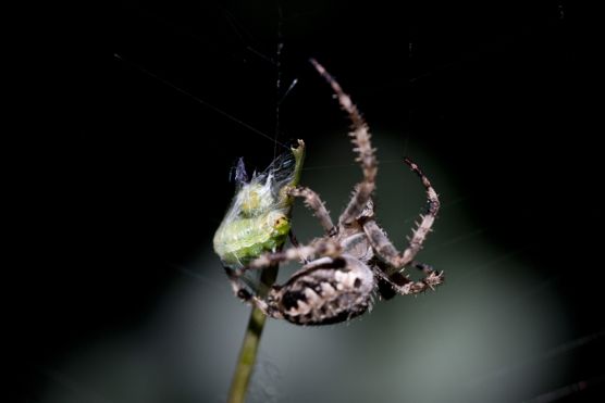Kreuzspinne