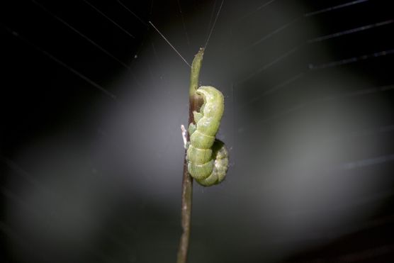 Raupe