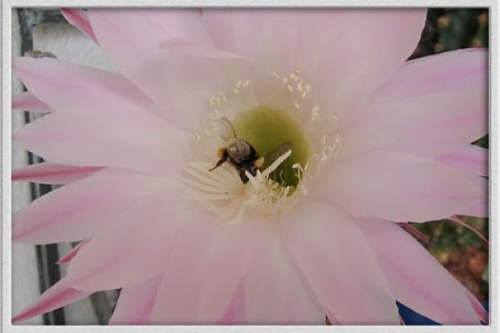 Hummel
