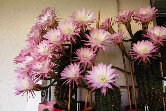 Prinzessin der Nacht