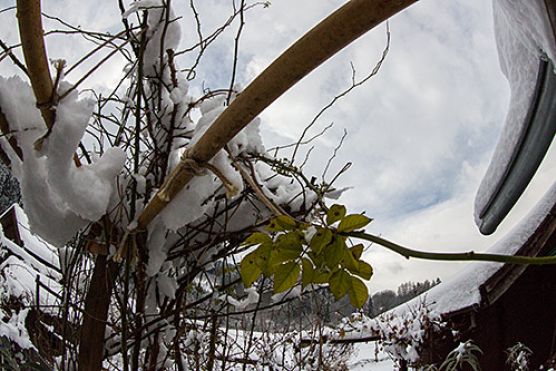 Schnee im Alpingarten