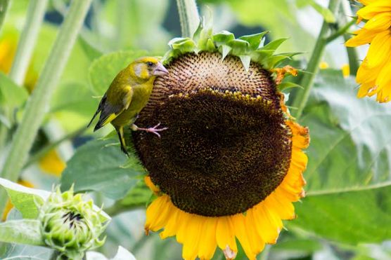 Grünfink auf Sonnenblume