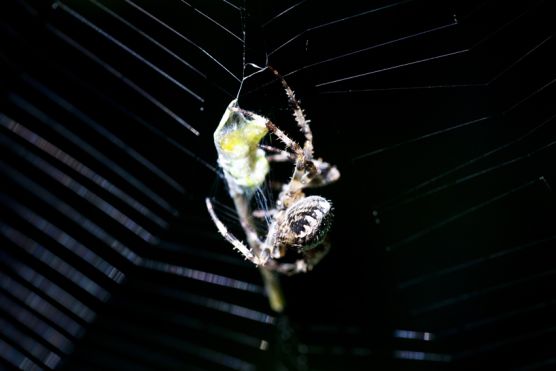 Kreuzspinne
