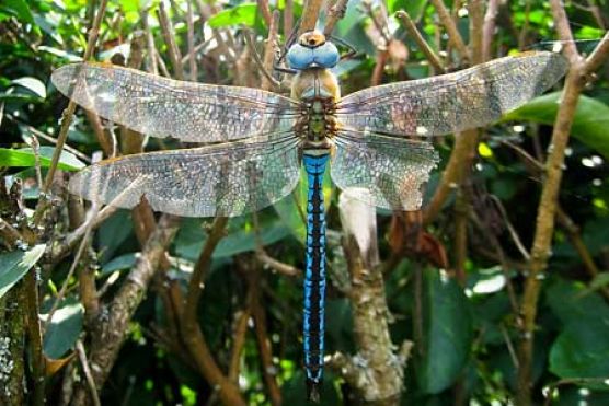 Libelle