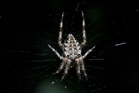 Kreuzspinne