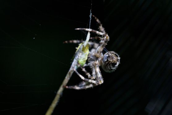 Kreuzspinne