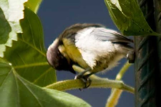 Meise auf Sonnenblume