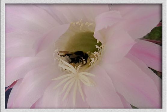 Hummel