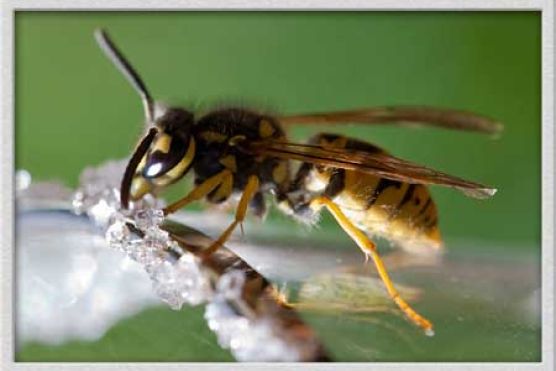 Wespe
