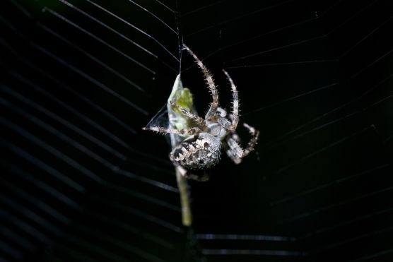 Kreuzspinne