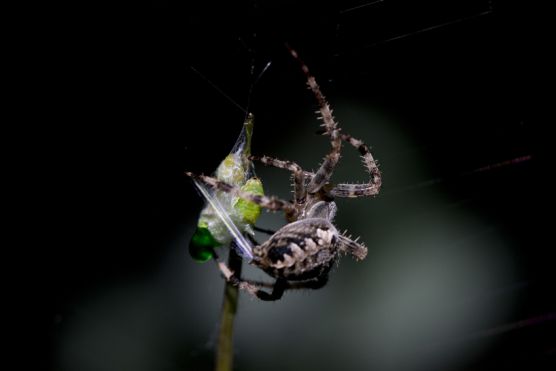 Kreuzspinne