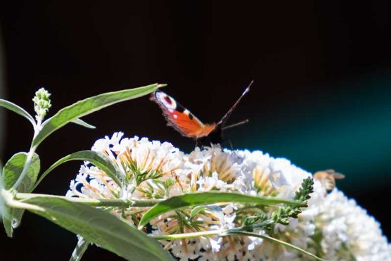 Schmetterling auf Flieder