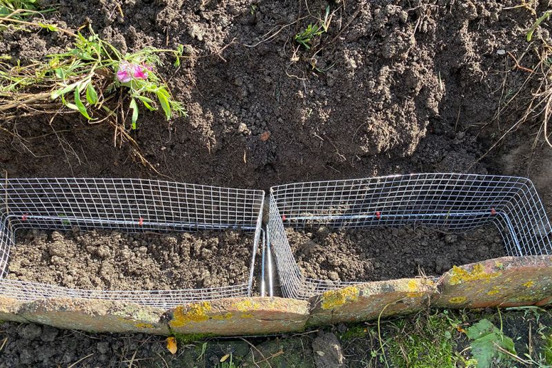 Drahtkörbe gegen Wühlmäuse
