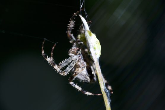 Kreuzspinne