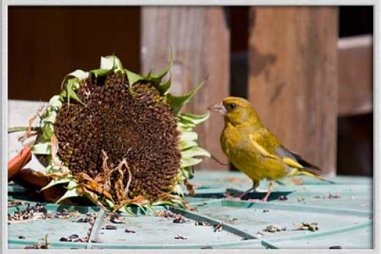 Sonnenblume mit Grünfink