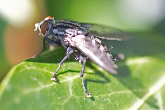 Fliege