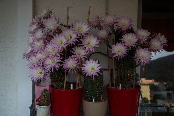 Prinzessin der Nacht