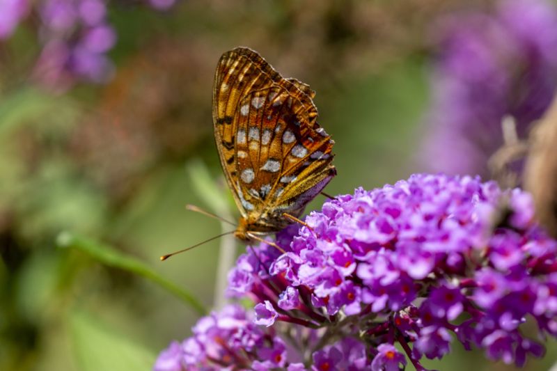 Flieder mit Schmetterling
