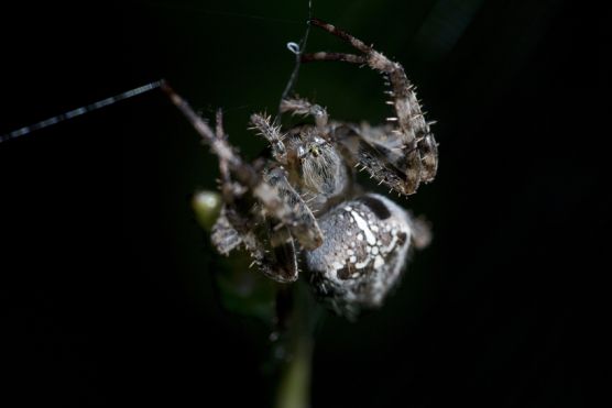 Kreuzspinne