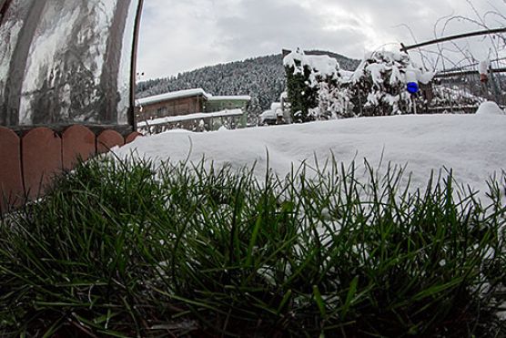 Schnee im Alpingarten