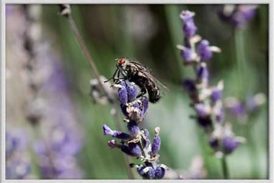 Fliege auf Lavendel