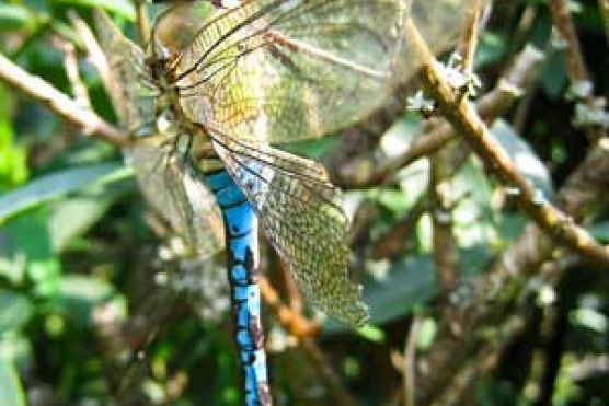 Libelle