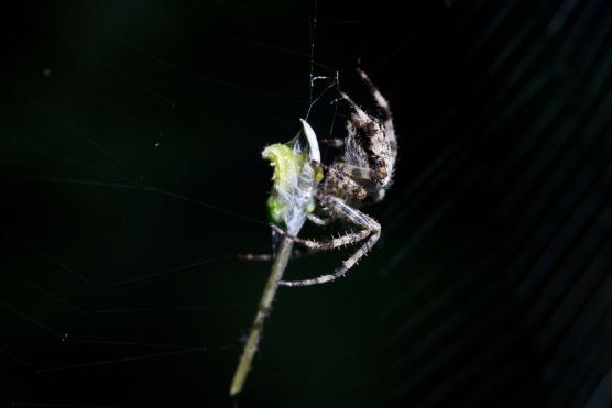 Kreuzspinne