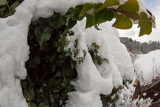 Schnee im Alpingarten