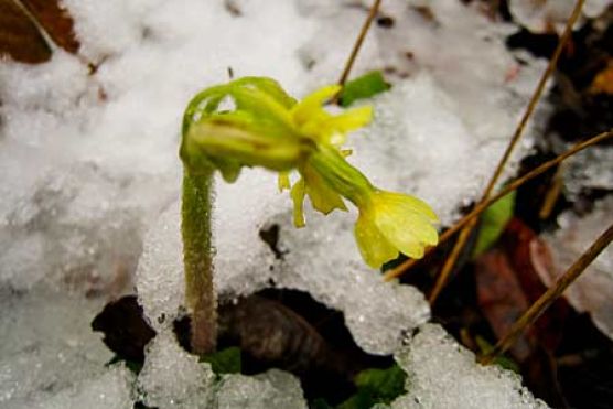 Schlüsselblumen