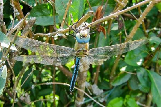 Libelle