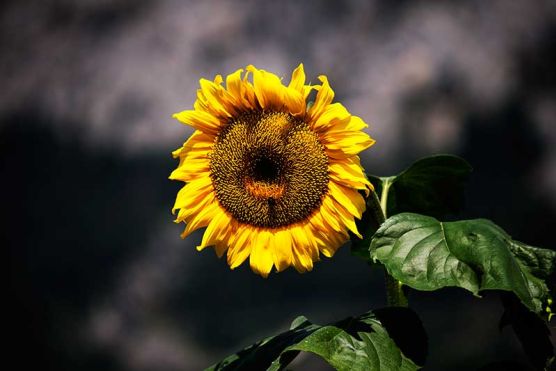 Sonnenblume