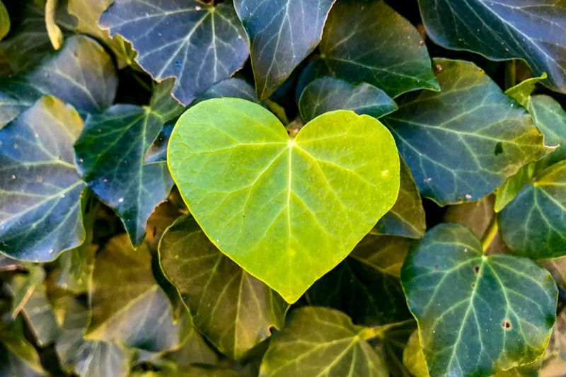 Blatt in Herzform