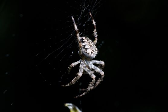 Kreuzspinne